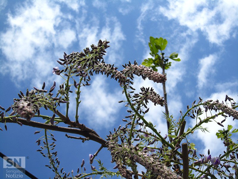 27/03/2019 - Fioritura