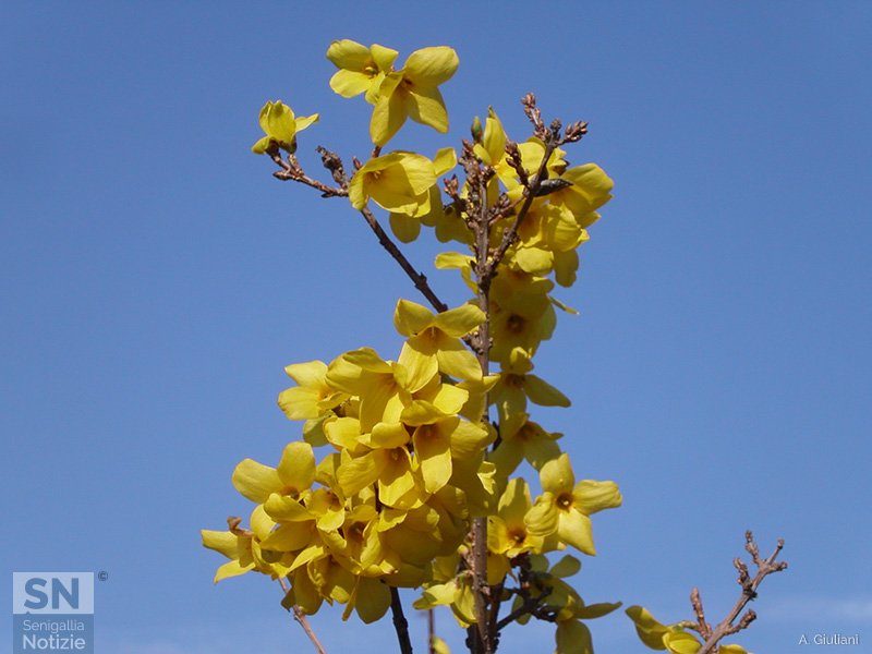 08/03/2020 - Fiori per tutte le donne