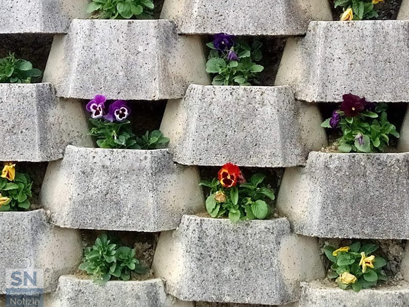 09/03/2020 - Muro fiorito