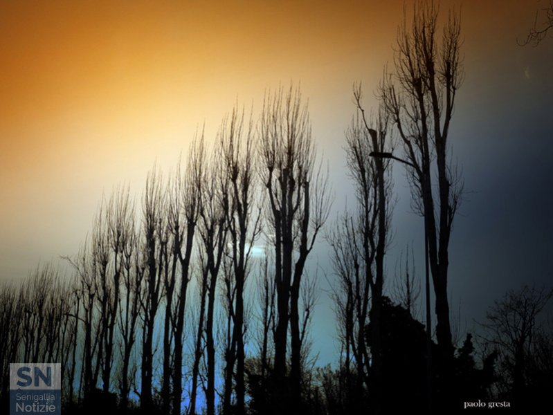 13/03/2020 - Alberi al tramonto