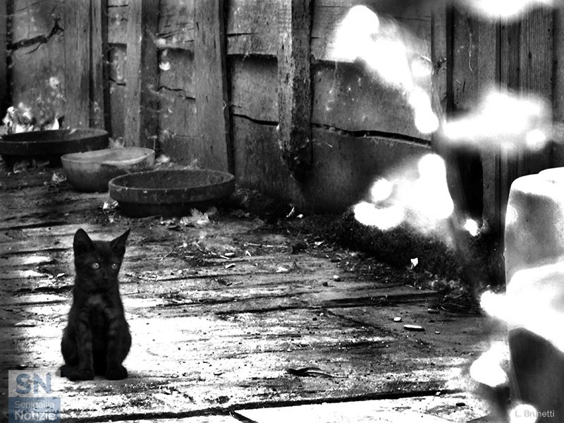 16/03/2020 - In giro neanche quattro gatti