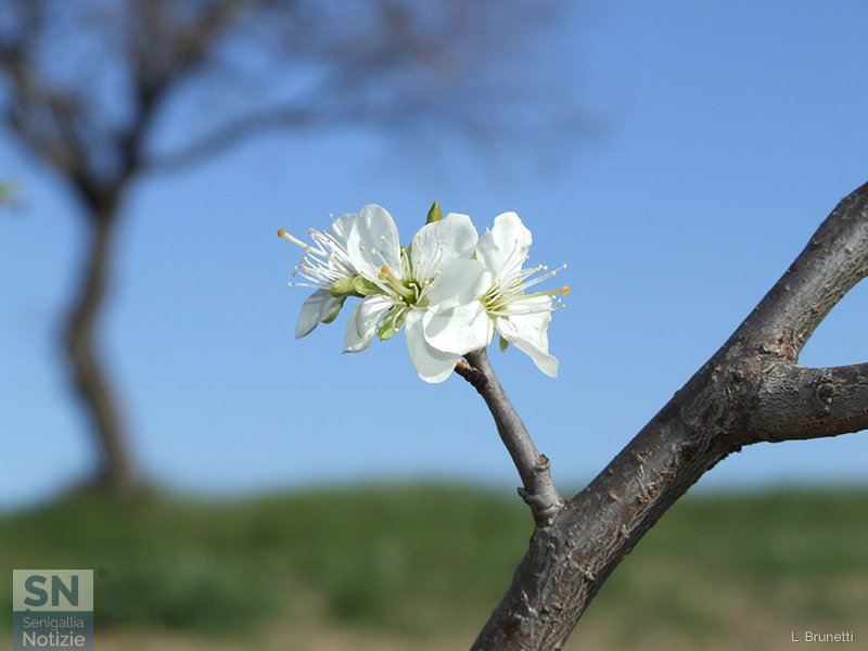 21/03/2020 - Primavera