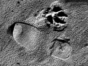 26/11/2014 - Impronte nella sabbia