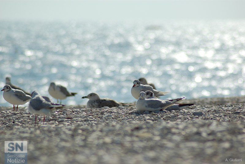08/11/2015 - Gabbiani appollaiati in spiaggia