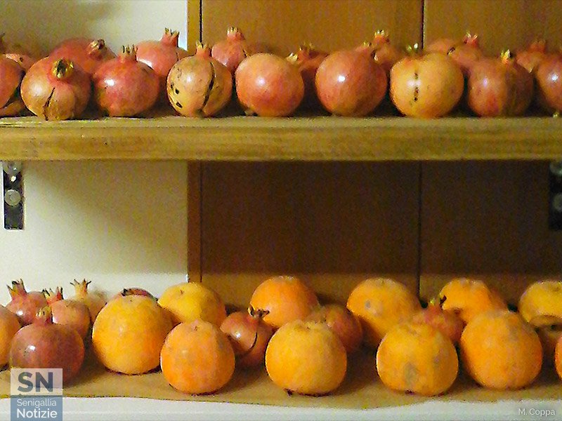 30/11/2015 - Melagrane ed arance