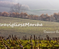 09/11/2015 - Meravigliose Marche