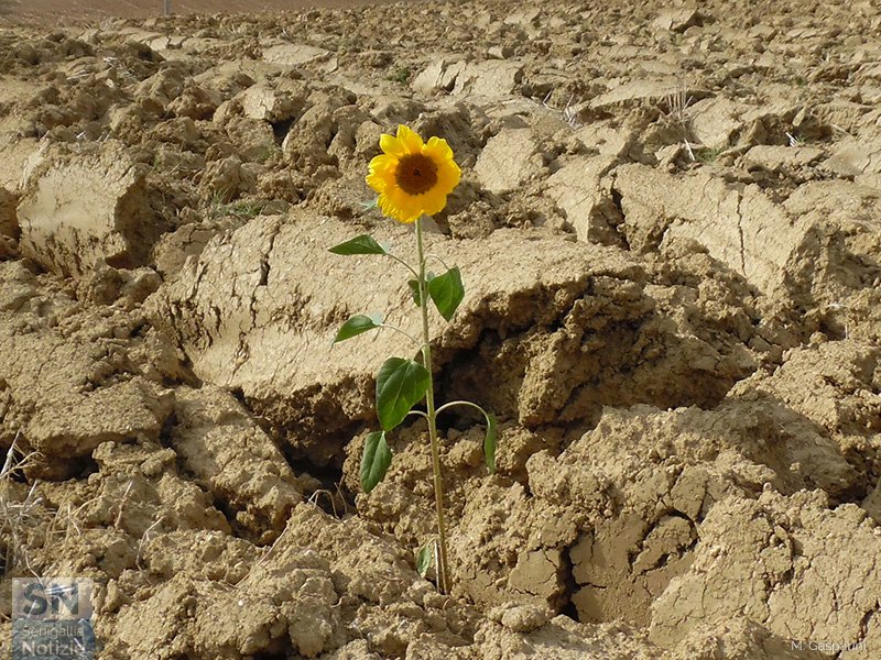 02/11/2016 - Nonostante tutto c'è vita