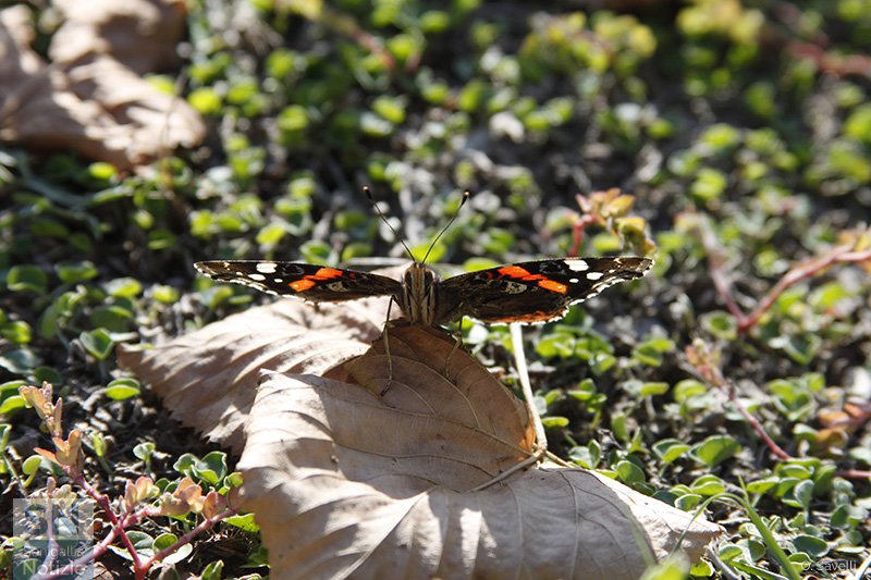 05/11/2016 - Tepore d'autunno
