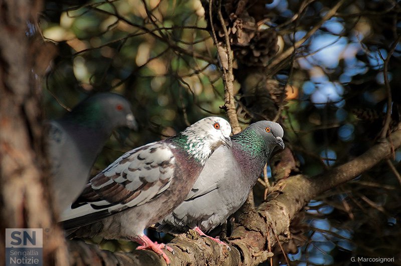 28/11/2016 - Sul ramo