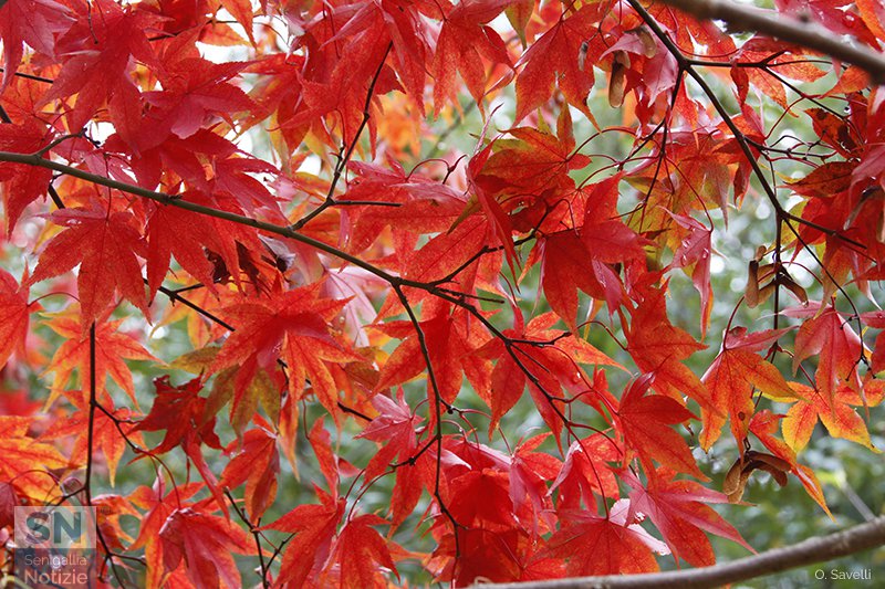 16/11/2017 - Ultimi fuochi