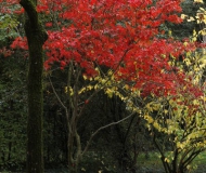 09/11/2017 - Il fuoco dentro