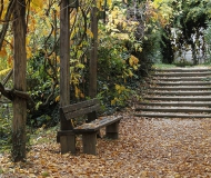 11/11/2017 - Solo foglie