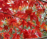 16/11/2017 - Ultimi fuochi