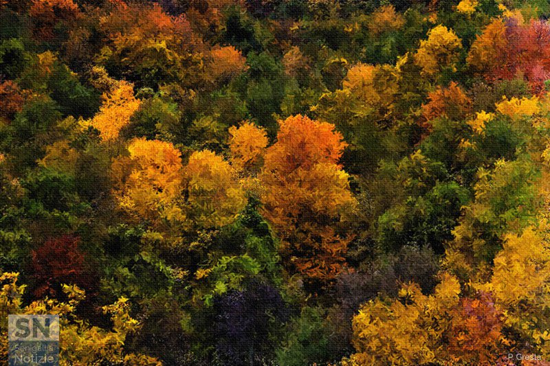 09/11/2018 - Foliage