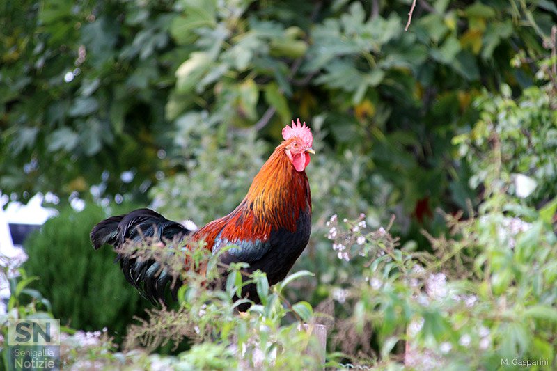 10/11/2018 - Il vanitoso