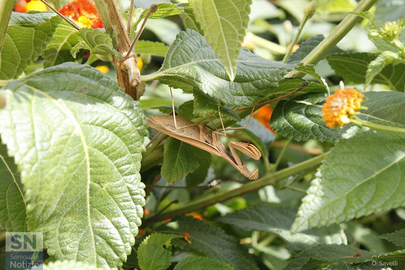 13/11/2018 - Mondi capovolti