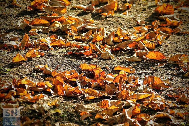 18/11/2019 - Autunno