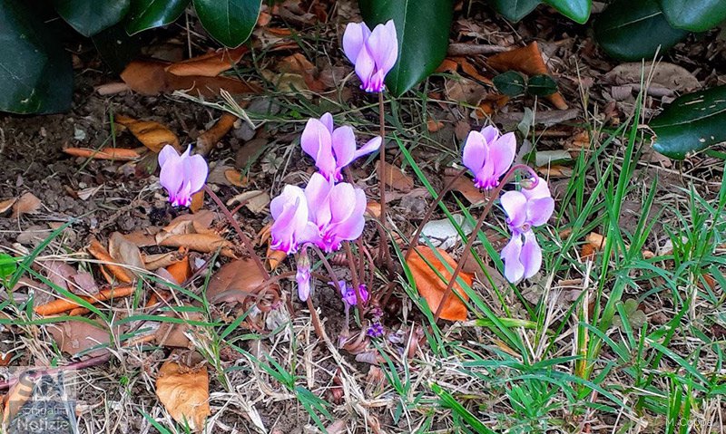 22/11/2019 - Ciclamini d'autunno