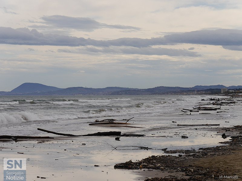 25/11/2019 - Tronchi in fila