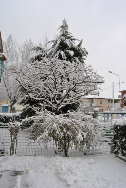 Alberi carichi di neve