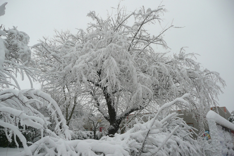 Centro Tennistavolo, Senigallia