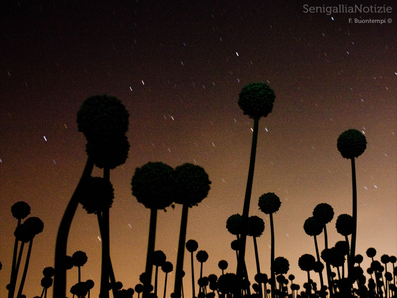 28/10/2012 - Dalle stelle alle... cipolle!