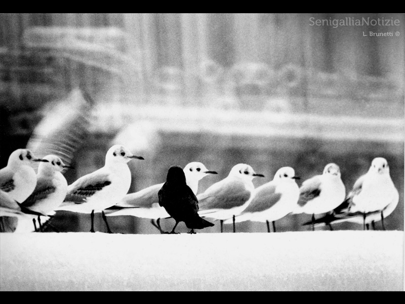 23/10/2013 - Calimero tra i gabbiani