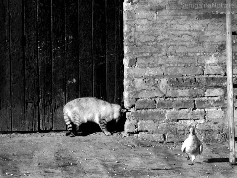 26/10/2013 - Animali da cortile