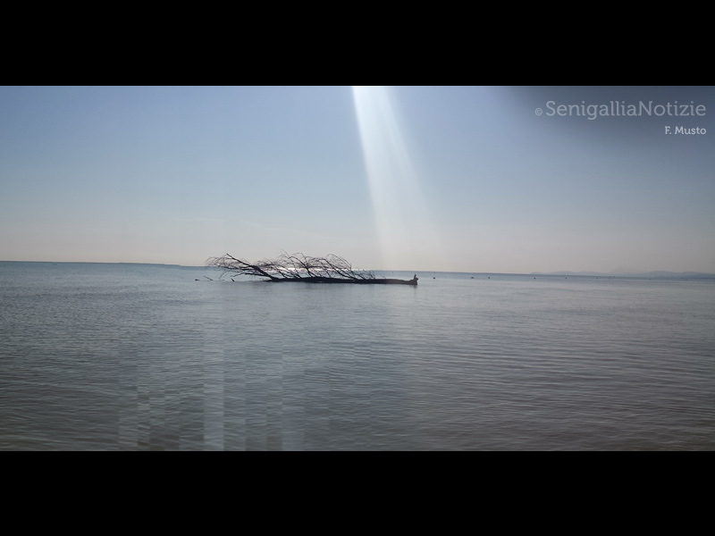 09/10/2014 - Albero in mare