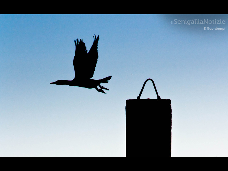 12/10/2014 - In volo