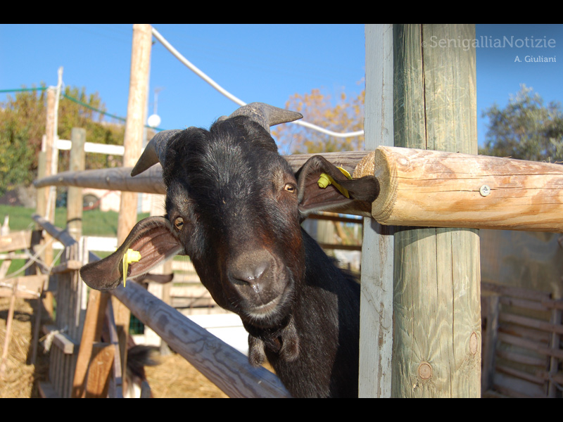 22/10/2014 - In fattoria