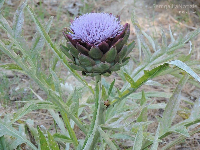 29/10/2014 - Carciofo in piena fioritura