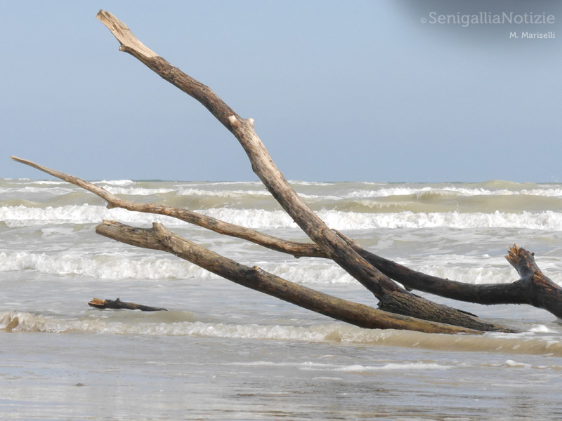 31/10/2014 - Rami alla deriva