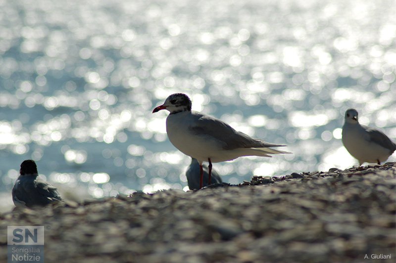 06/10/2015 - Gabbiani in riva al mare