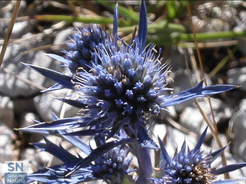 11/10/2015 - Fiore pungente