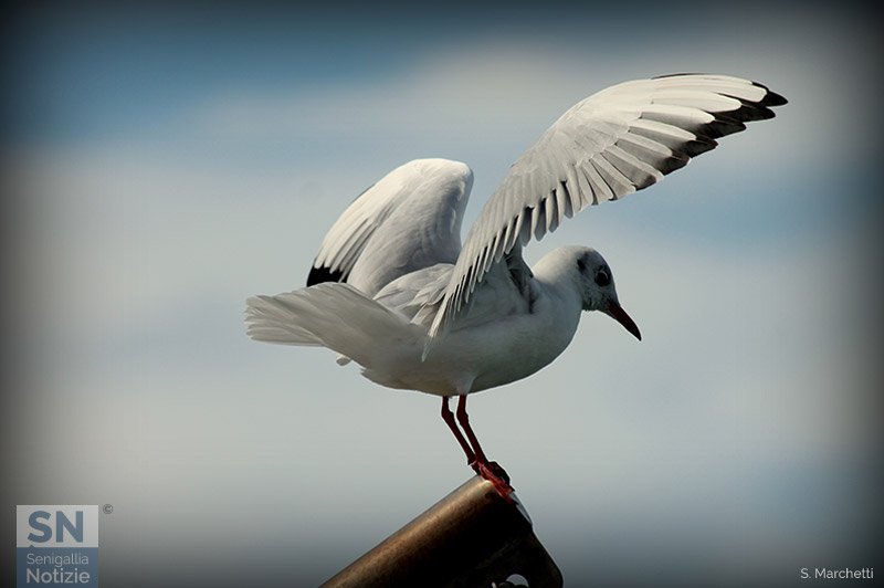 25/10/2015 - Gabbiano pronto a spiccare il volo
