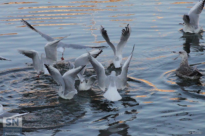 05/10/2016 - Dibattito in Parlamento