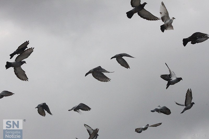 24/10/2016 - Insieme