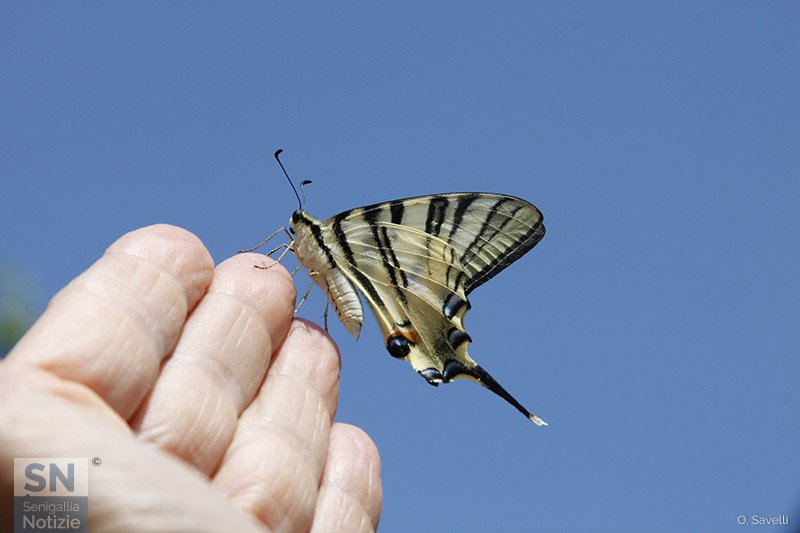 12/10/2018 - Ognuno le sue venature