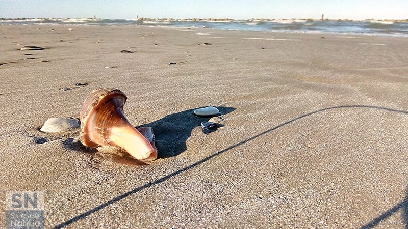 23/10/2018 - Primi piani sull'arenile