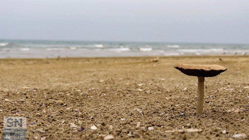 31/10/2018 - Fungo da spiaggia