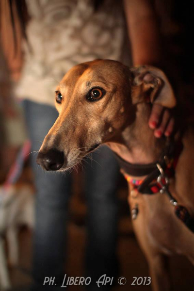 Cani e padroni sul lungomare di Senigallia