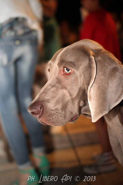 Cani a lungomare a Senigallia