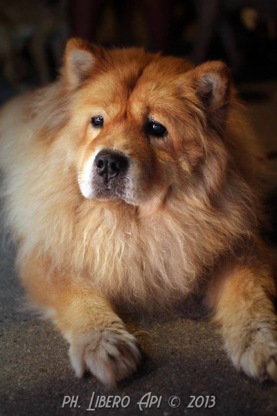 20130816-passeggiata-canina-2