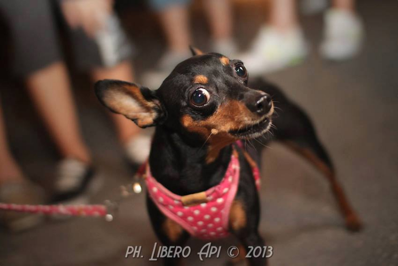 Cani e padroni sul lungomare di Senigallia