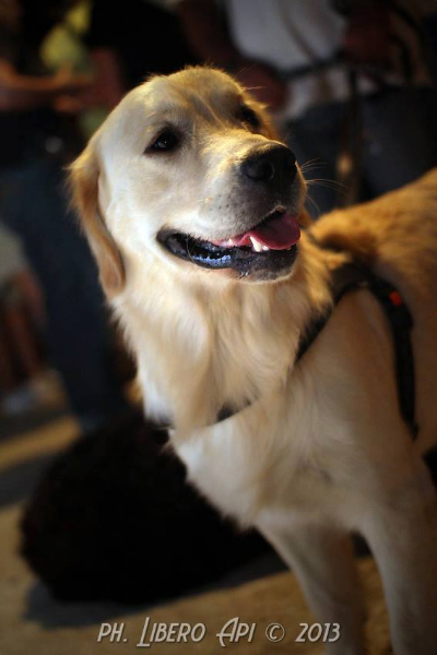 Cani a lungomare a Senigallia