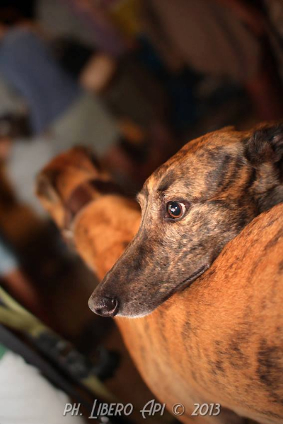 Cani a lungomare a Senigallia