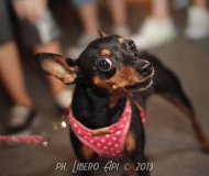 Passeggiata cani-padroni a Senigallia