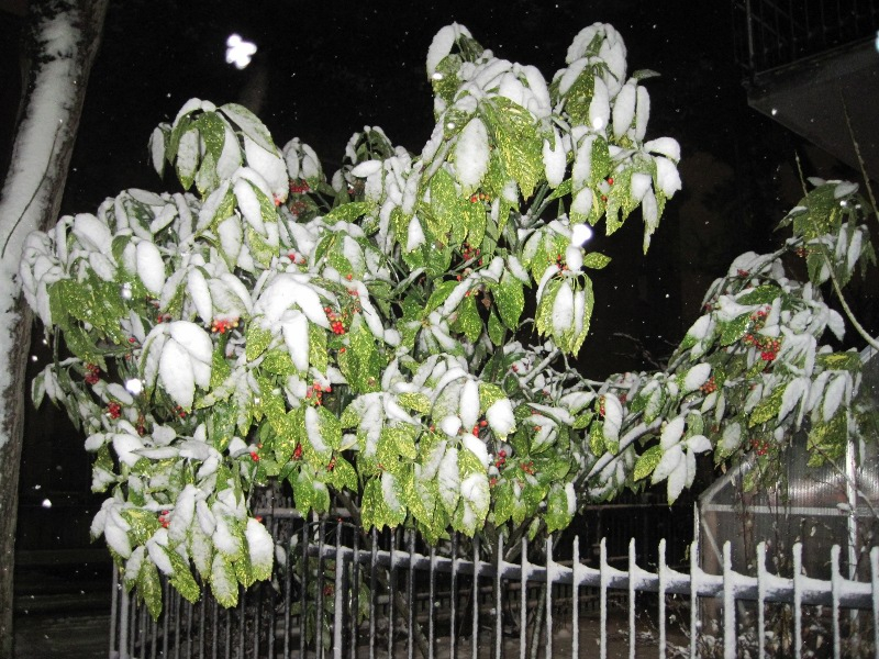 Piante ancora imbiancate dalla neve