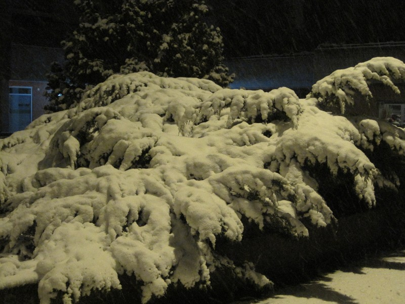 Piante ancora imbiancate dalla neve
